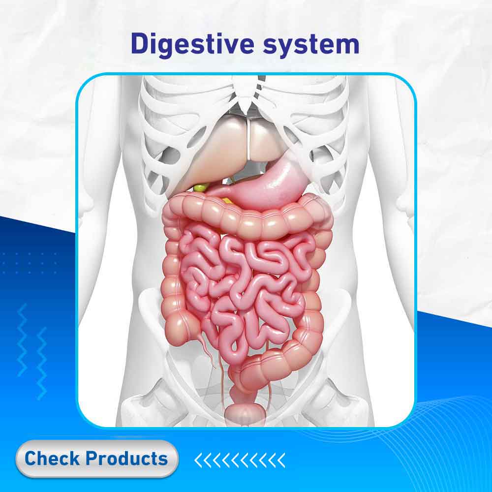 digestive system - Life Care Pharmacy