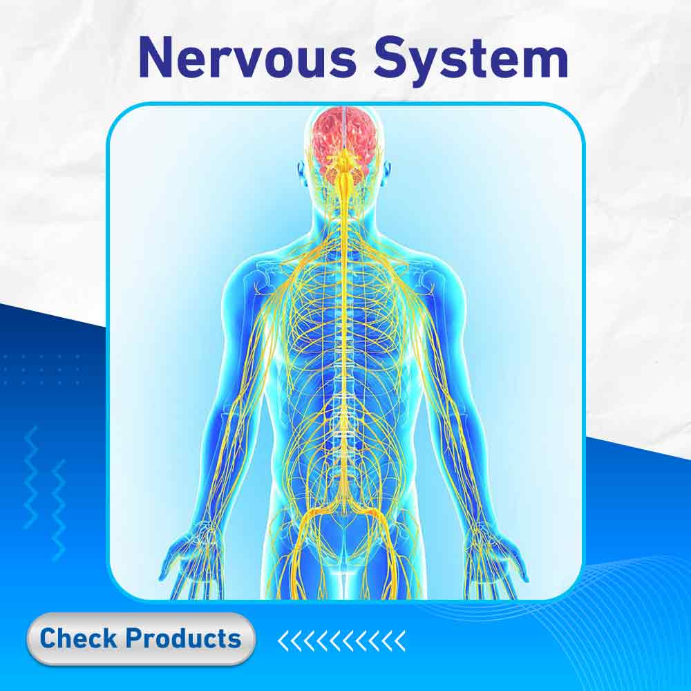nervous system - Life Care Pharmacy