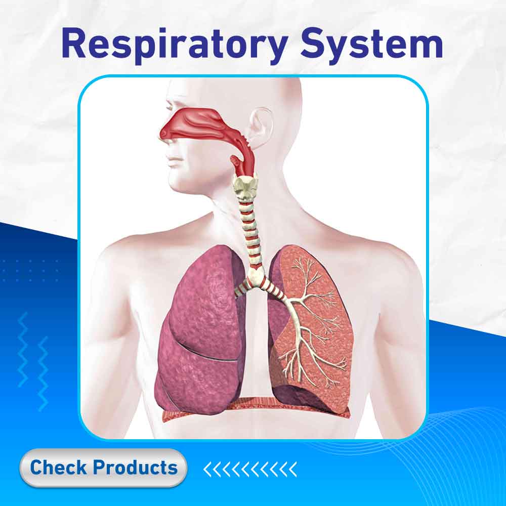 respiratory system - life care pharmacy